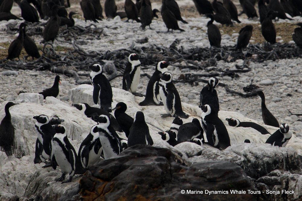 african penguin, whale watching, gansbaai, south africa
