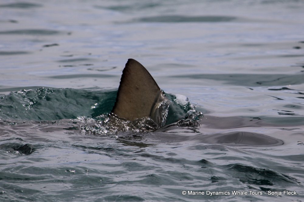 bronze whaler shark, whale watching, gansbaai, south africa,
