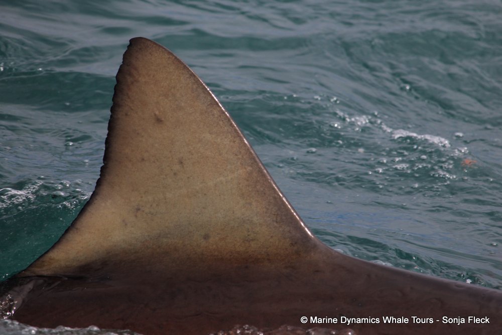 bronze whaler shark, whale watching, gansbaai, south africa,