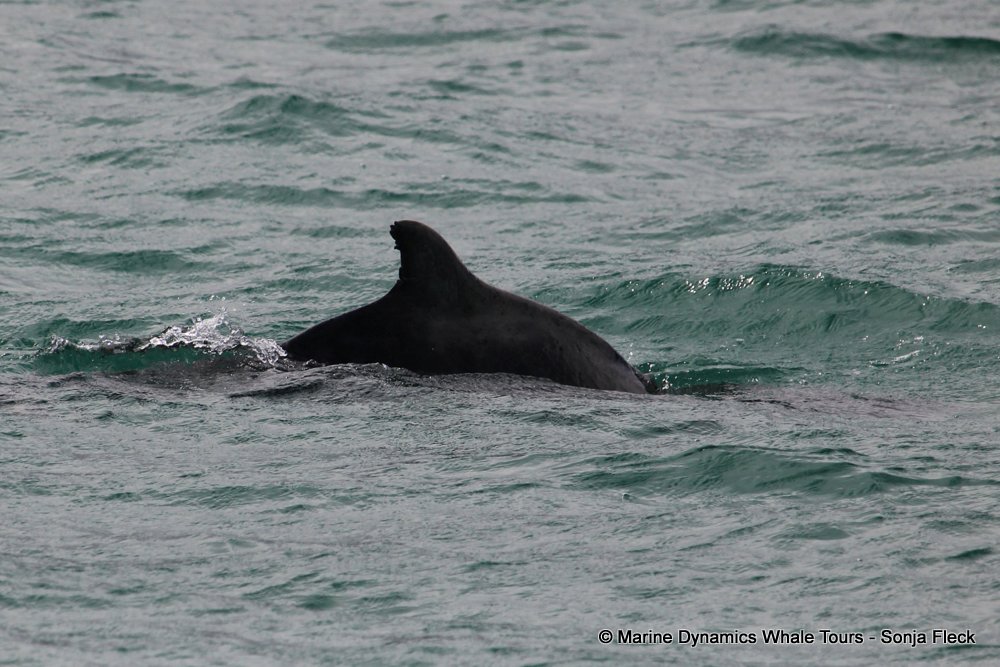 humpback dolphin , whale watching, gansbaai, south africa