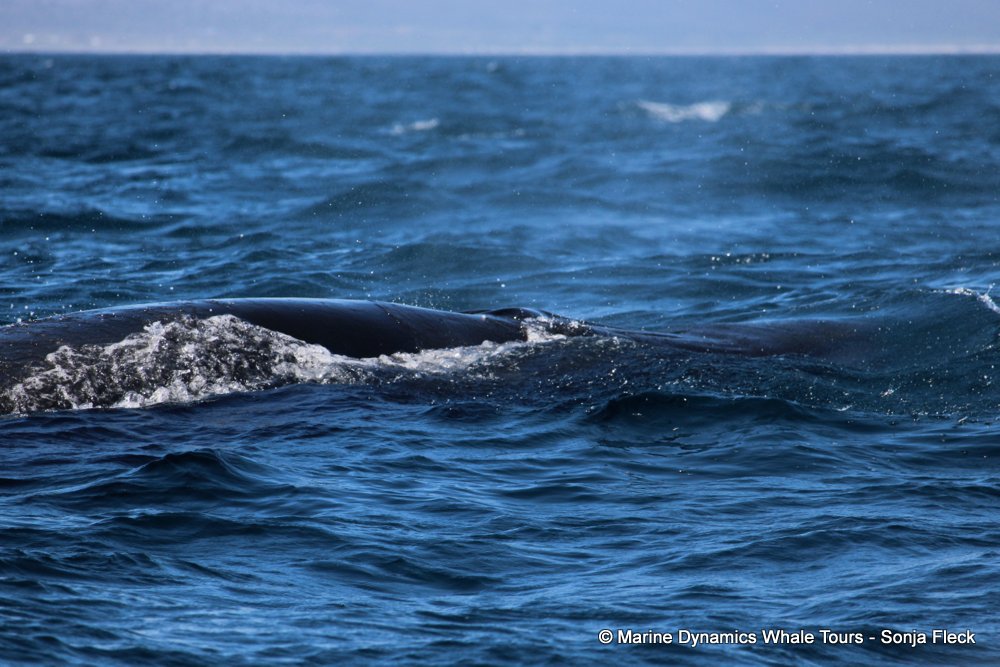bryde's whale, whale watching, gansbaai, south africa,