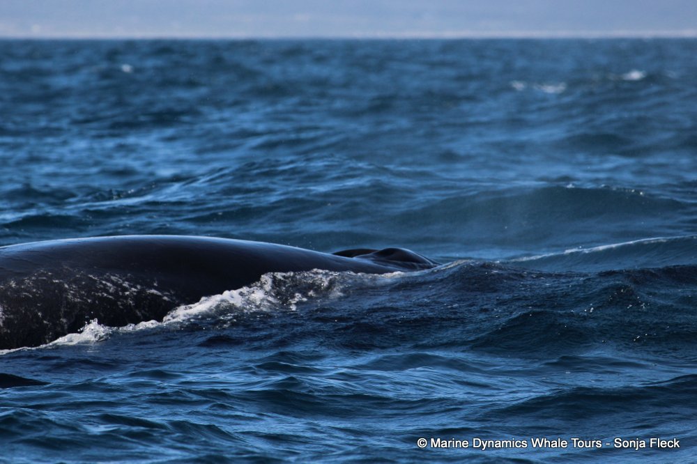 bryde's whale, whale watching, gansbaai, south africa,