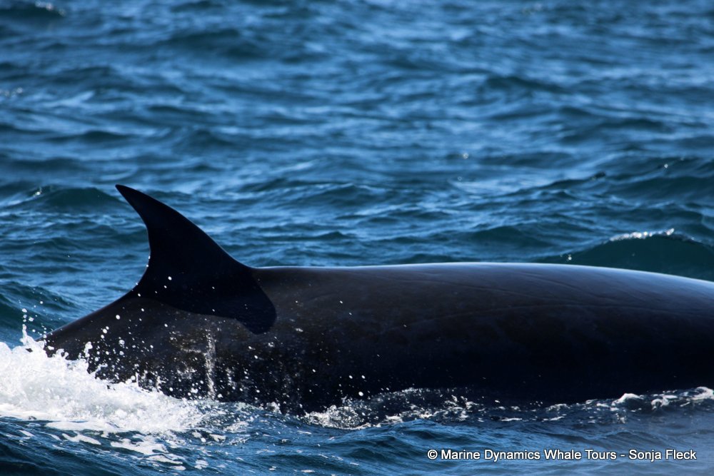 bryde's whale, whale watching, gansbaai, south africa,