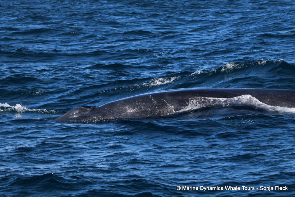 bryde's whale, whale watching, gansbaai, south africa,