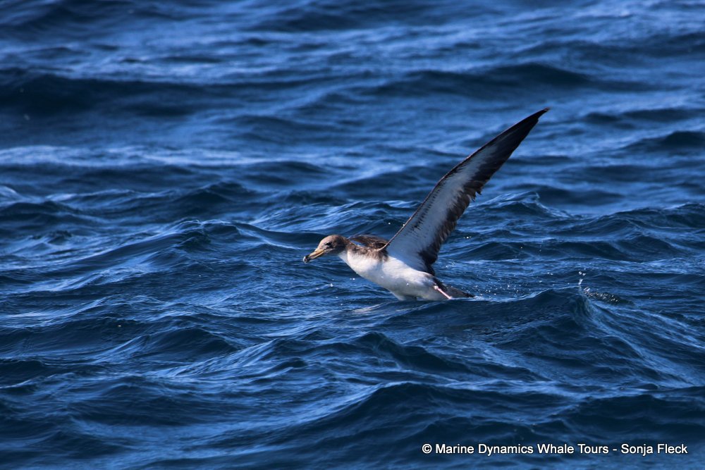 cory's shearwater, whale watching, gansbaai, south africa,