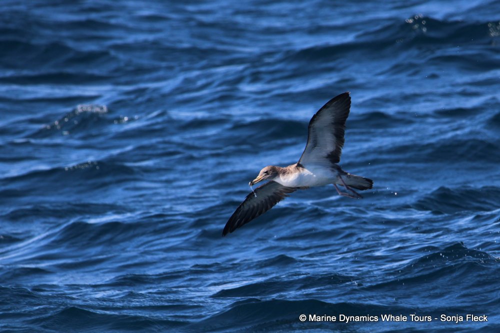 cory's shearwater, whale watching, gansbaai, south africa,