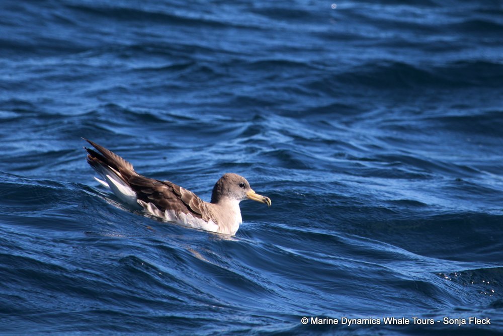 cory's shearwater, whale watching, gansbaai, south africa,