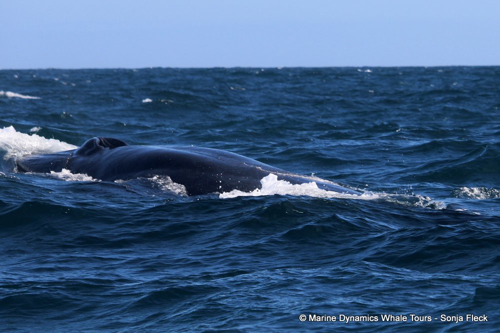 bryde's whale, whale watching, gansbaai, south africa,