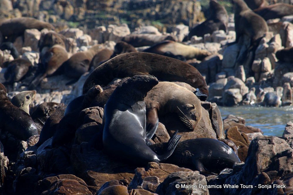 cape fur seal, whale watching, gansbaai, south africa