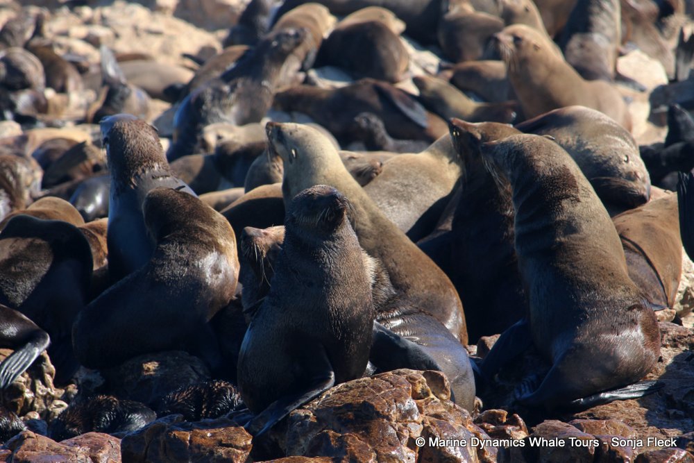 cape fur seal, whale watching, gansbaai, south africa