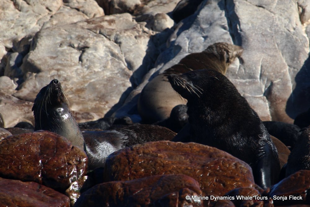 cape fur seal, whale watching, gansbaai, south africa