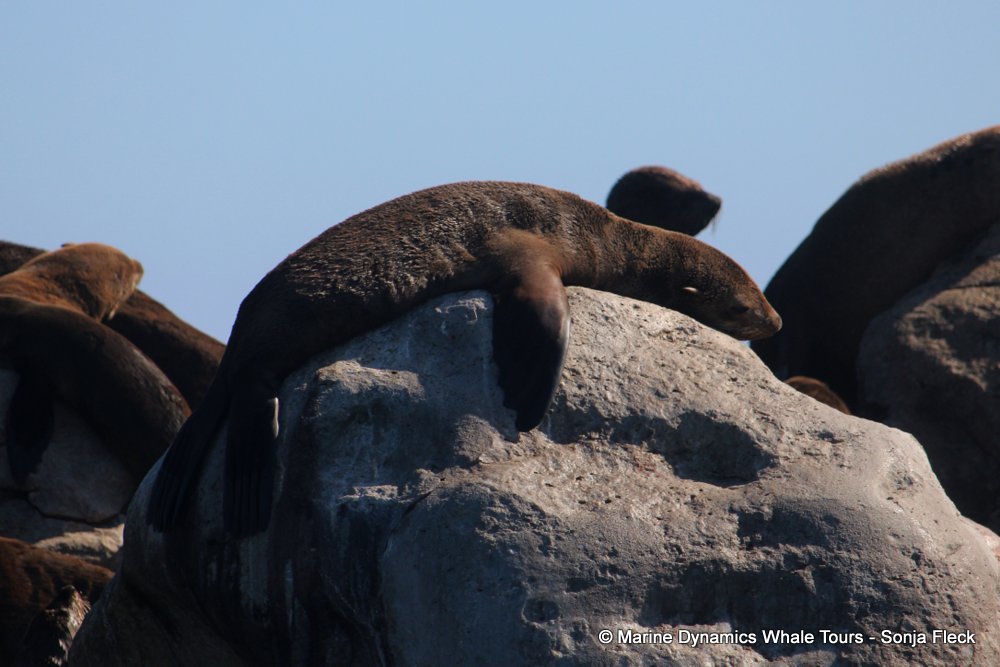 cape fur seal, whale watching, gansbaai, south africa