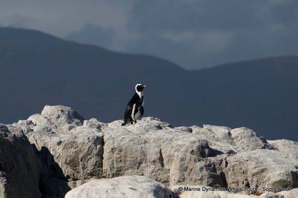 african penguin, whale watching, gansbaai, south africa