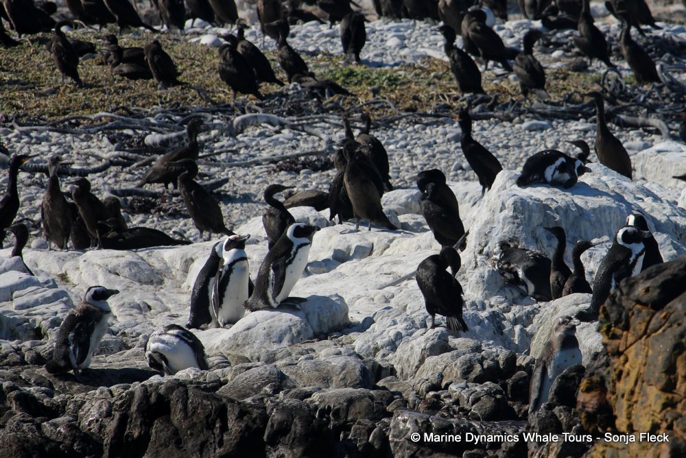african penguin, whale watching, gansbaai, south africa