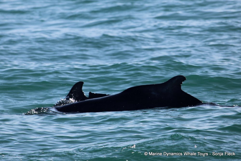 humpback dolphin , whale watching, gansbaai, south africa