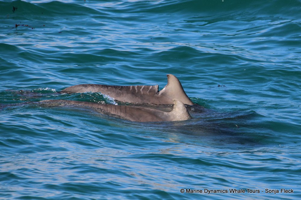humpback dolphin, whale watching, gansbaai, south africa