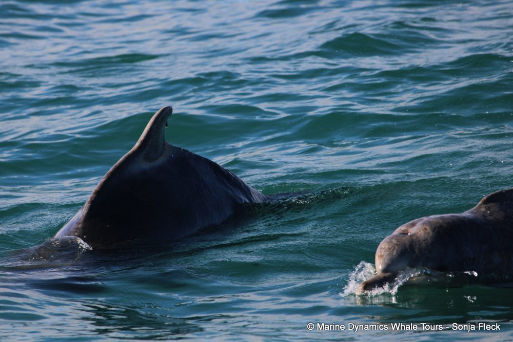 humpback dolphin, whale watching, gansbaai, south africa