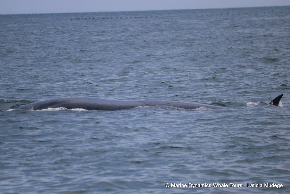 bryde's whale, whale watching, gansbaai, south africa,