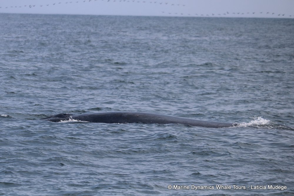 bryde's whale, whale watching, gansbaai, south africa,