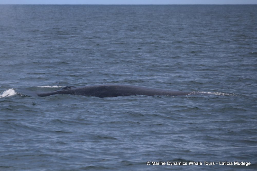 bryde's whale, whale watching, gansbaai, south africa,