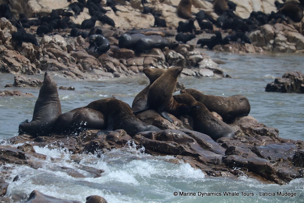 cape fur seal, whale watching, gansbaai, south africa