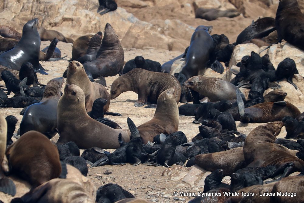 cape fur seal, whale watching, gansbaai, south africa
