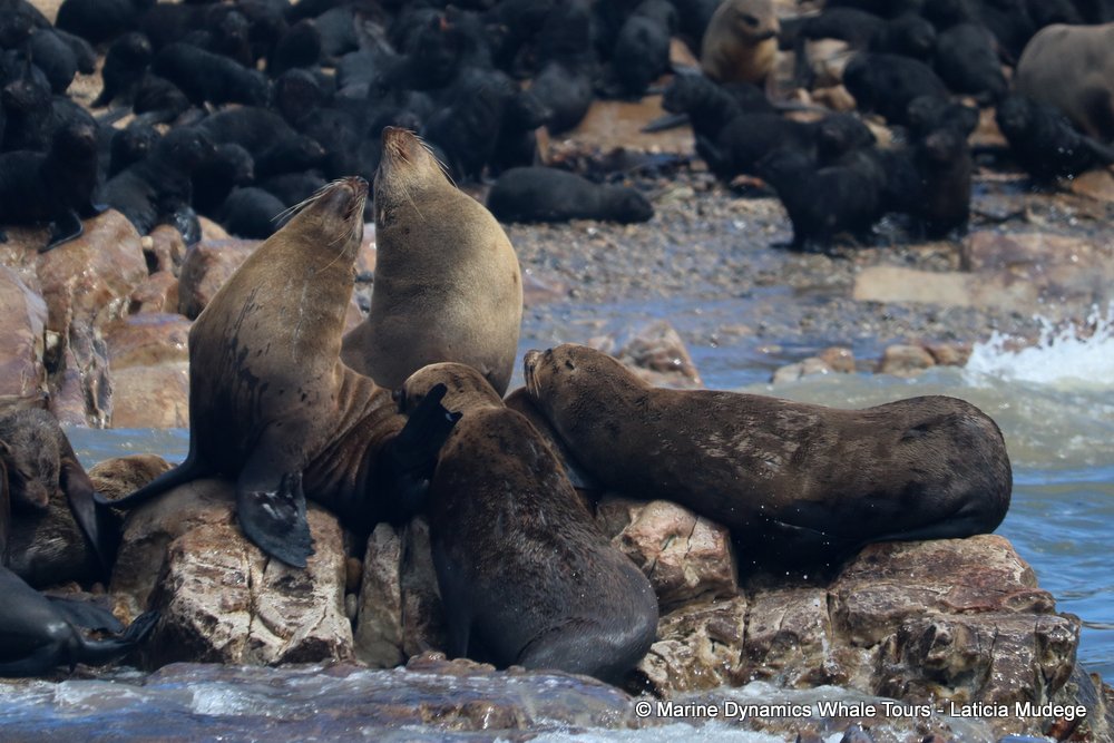 cape fur seal, whale watching, gansbaai, south africa