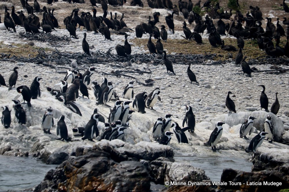 african penguin, whale watching, gansbaai, south africa