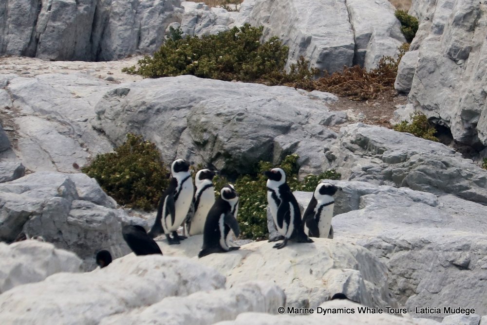 african penguin, whale watching, gansbaai, south africa