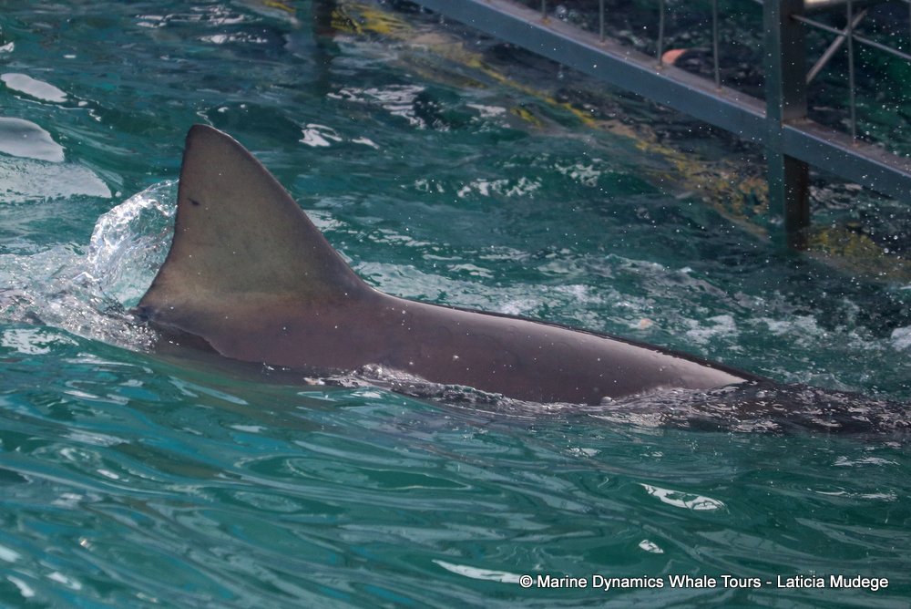 bronze whaler shark, whale watching, gansbaai, south africa,