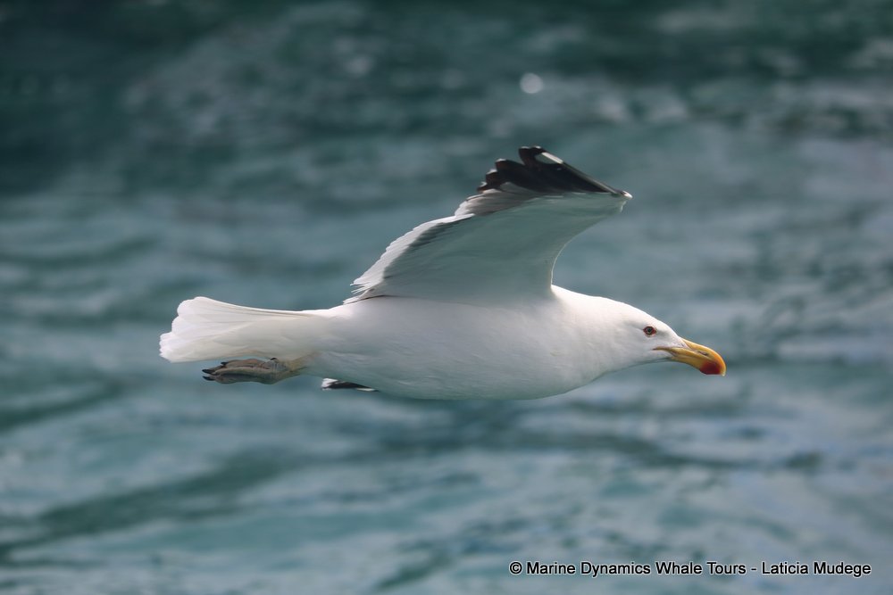 gull, whale watching, gansbaai, south africa,