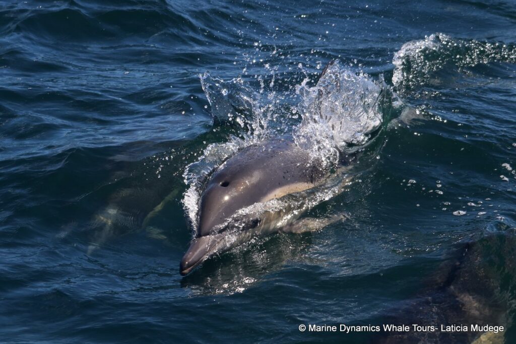 common dolphin, whale watching, gansbaai, south africa