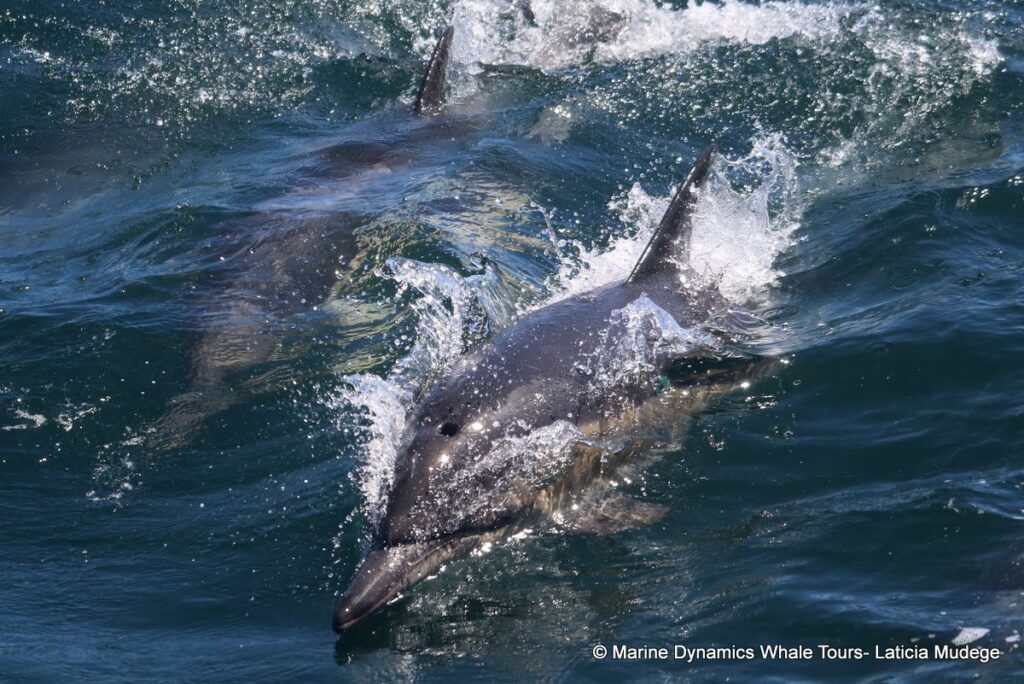 common dolphin, whale watching, gansbaai, south africa