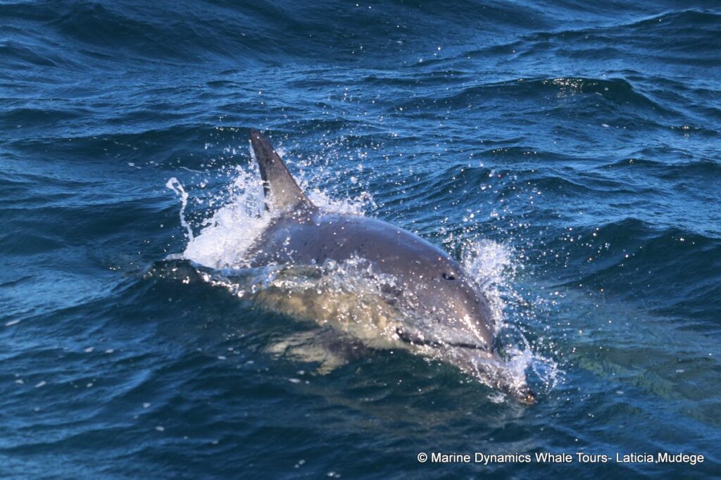 common dolphin, whale watching, gansbaai, south africa