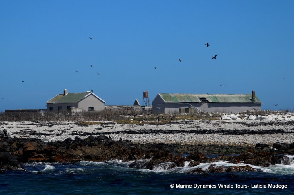 whale watching, gansbaai, south africa, cape fur seal in water