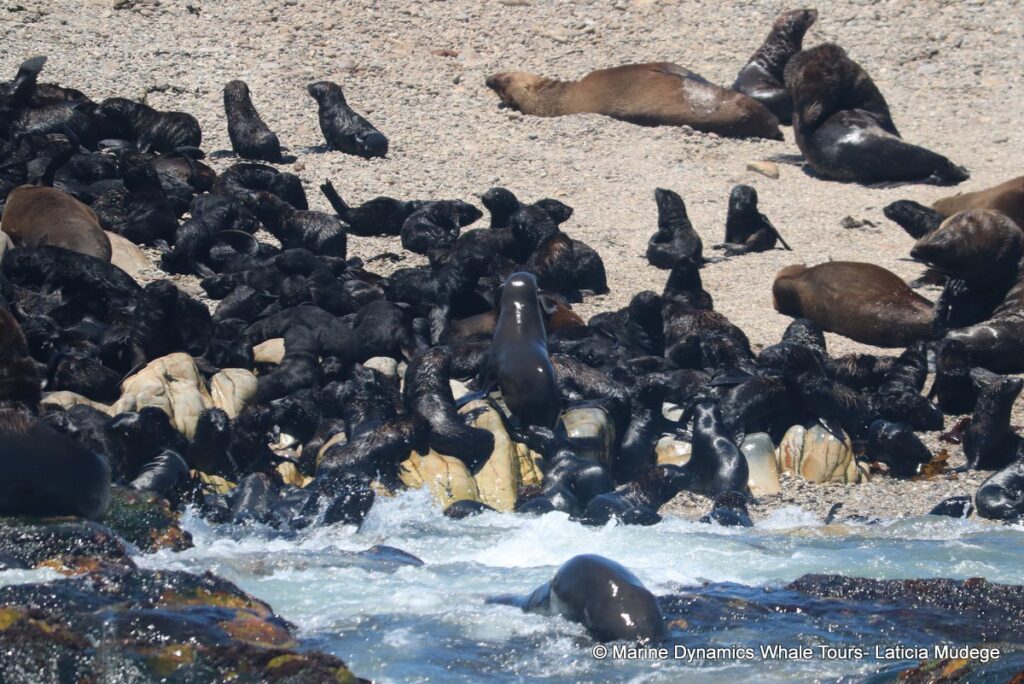 cape fur seal, whale watching, gansbaai, south africa