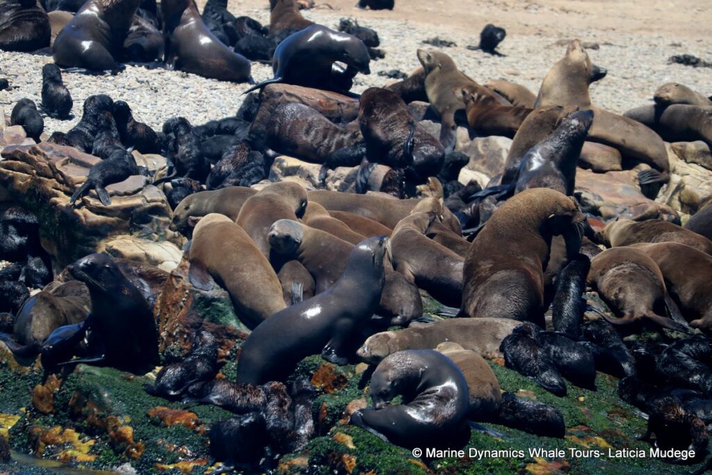 cape fur seal, whale watching, gansbaai, south africa