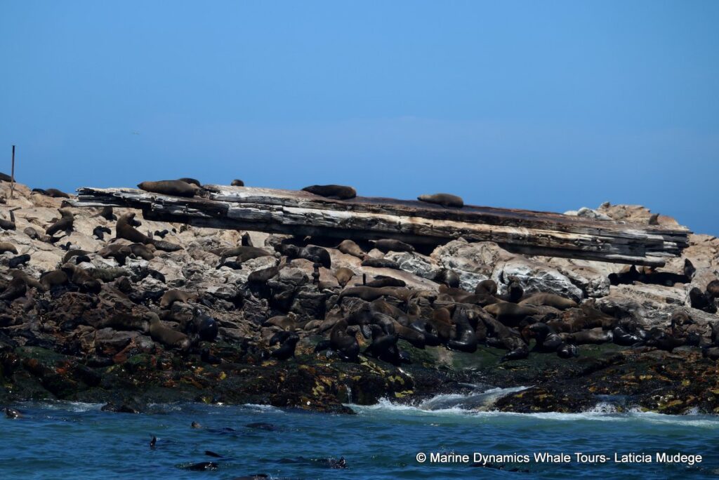 cape fur seal, whale watching, gansbaai, south africa