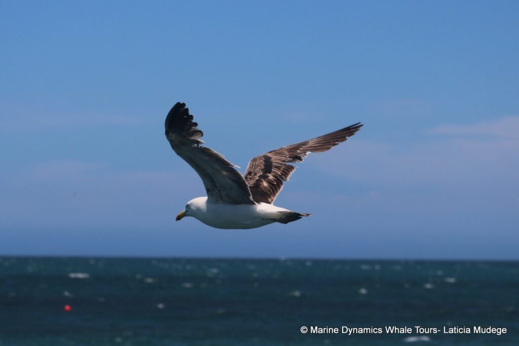 gull, whale watching, gansbaai, south africa,