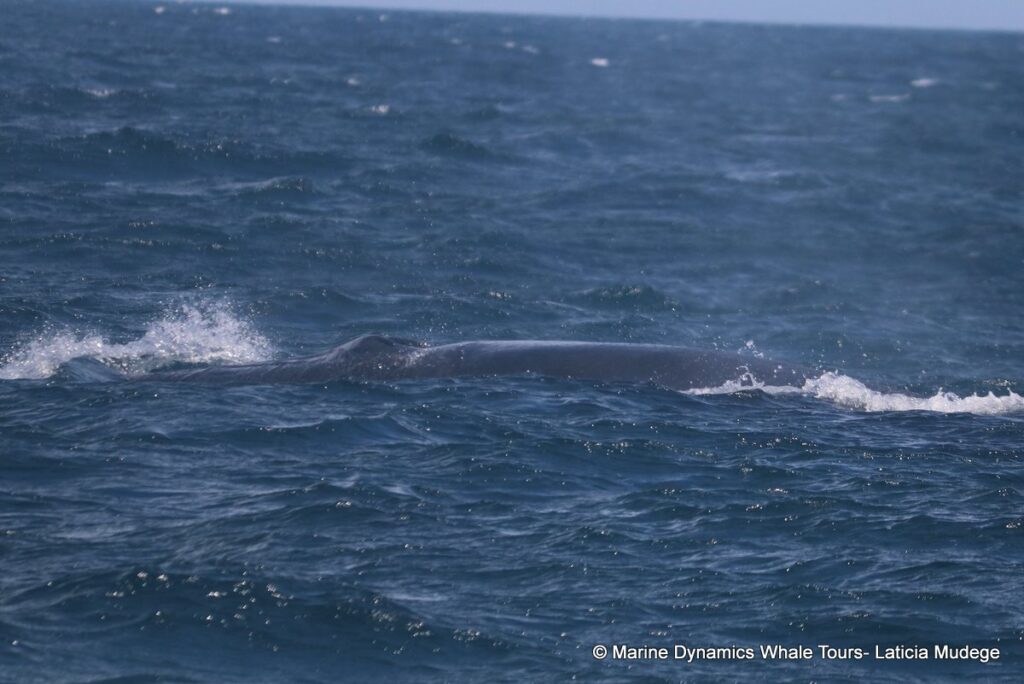 Brydes whale , whale watching, gansbaai, south africa,