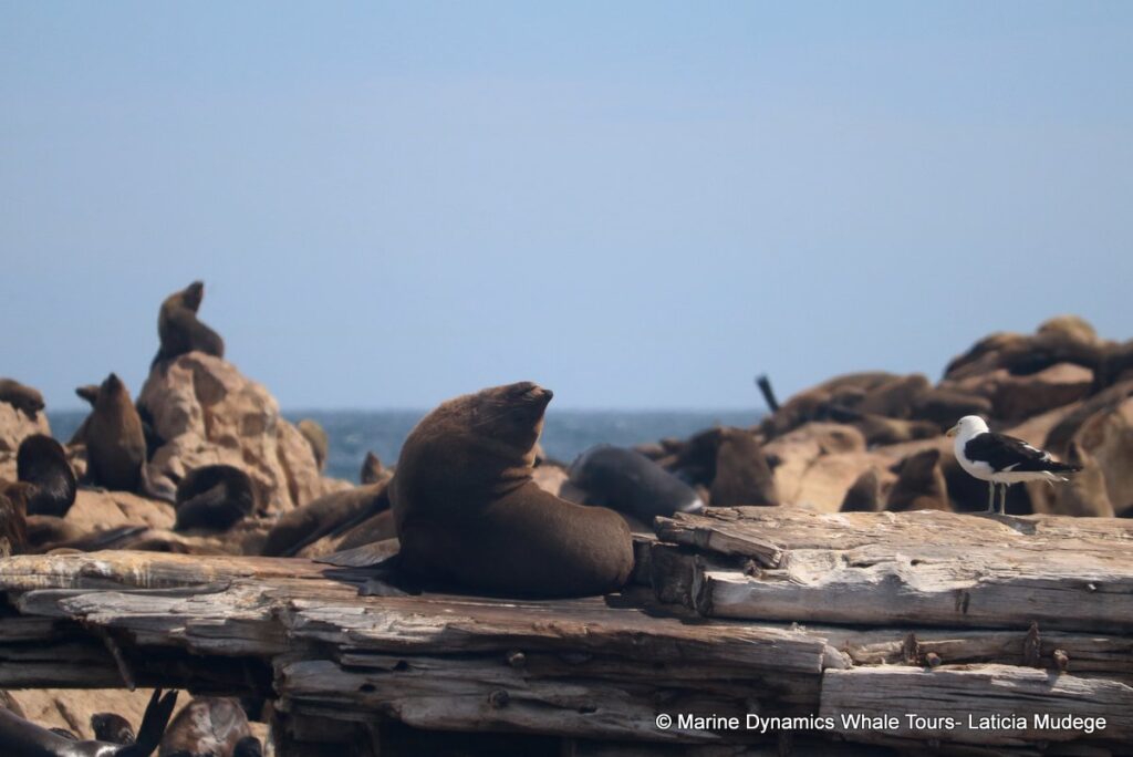 cape fur seal, whale watching, gansbaai, south africa