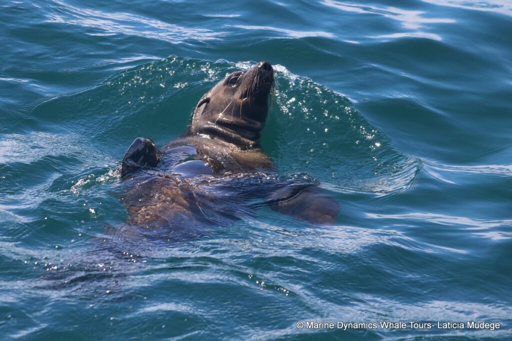 cape fur seal, whale watching, gansbaai, south africa