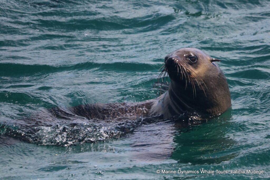 cape fur seal, whale watching, gansbaai, south africa