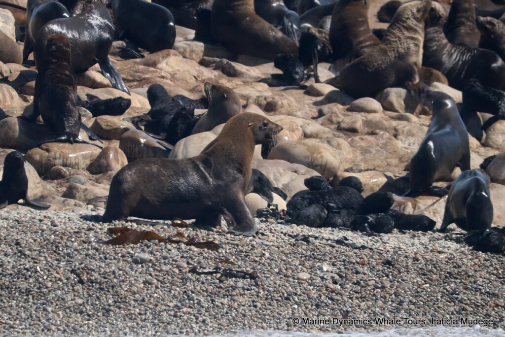 cape fur seal, whale watching, gansbaai, south africa