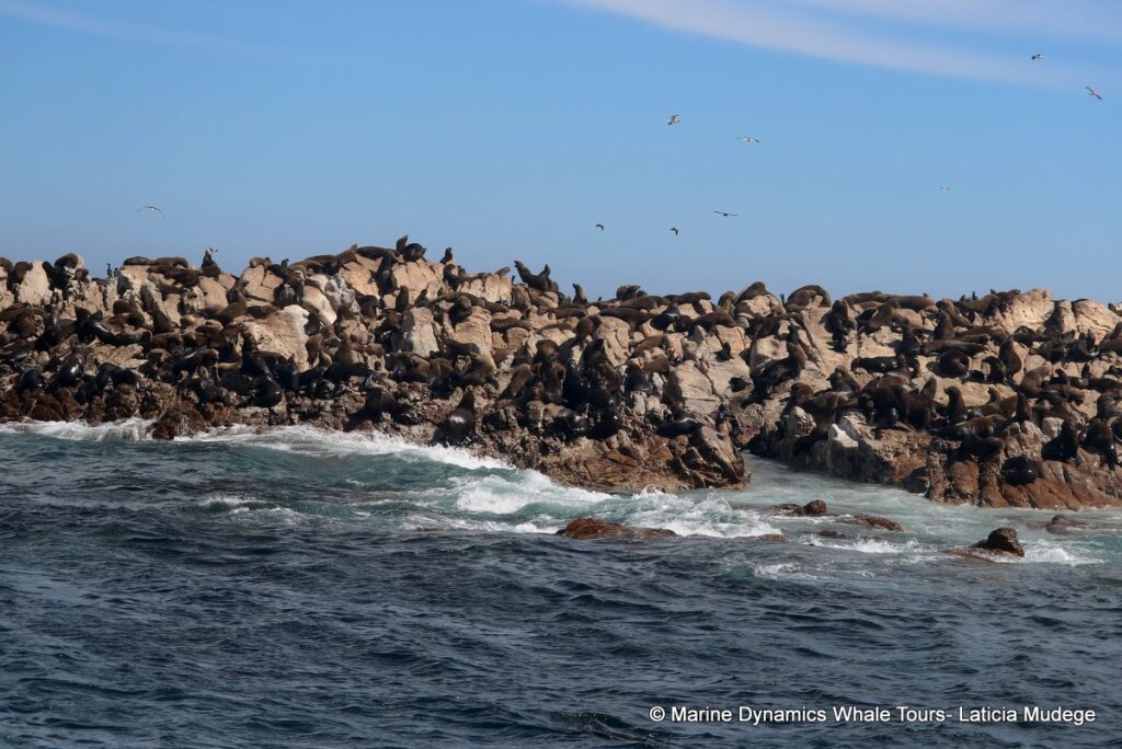 cape fur seal, whale watching, gansbaai, south africa