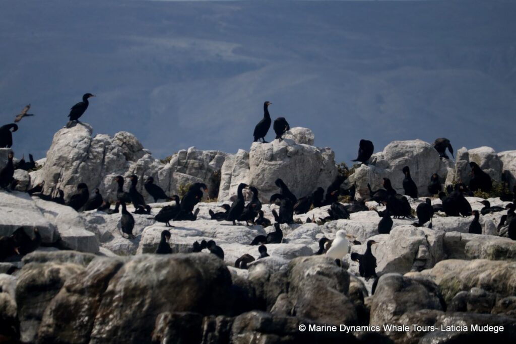 cormorant, whale watching, gansbaai, south africa,