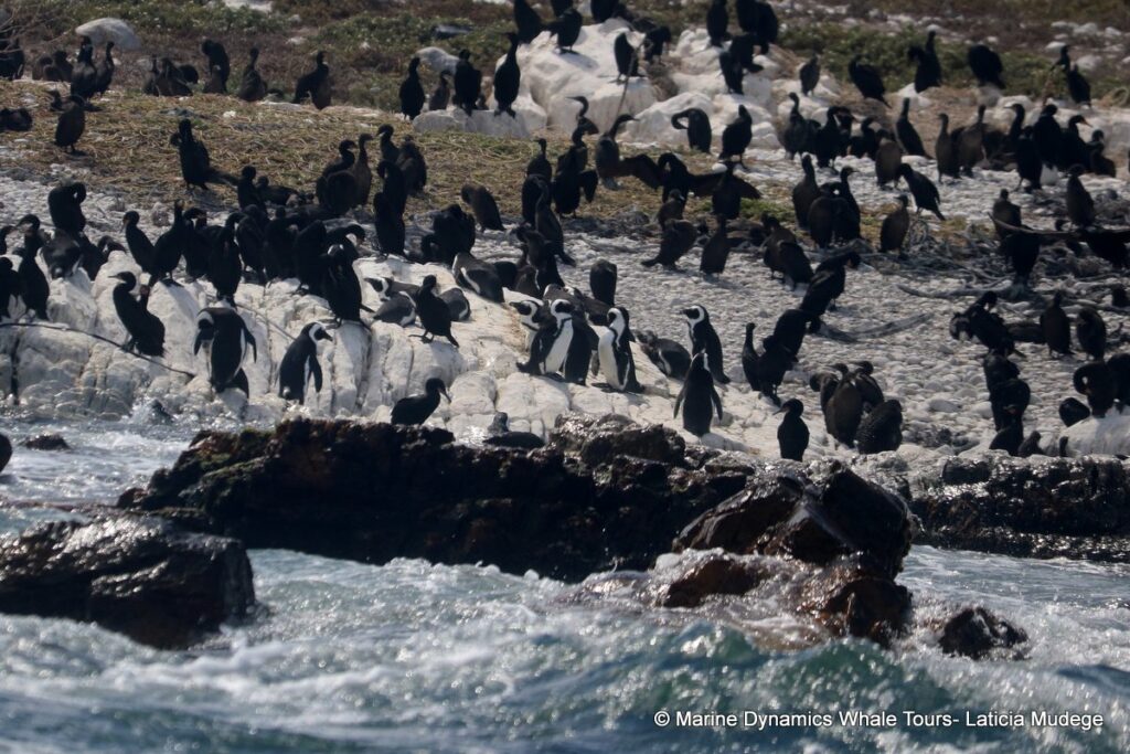african penguin, whale watching, gansbaai, south africa