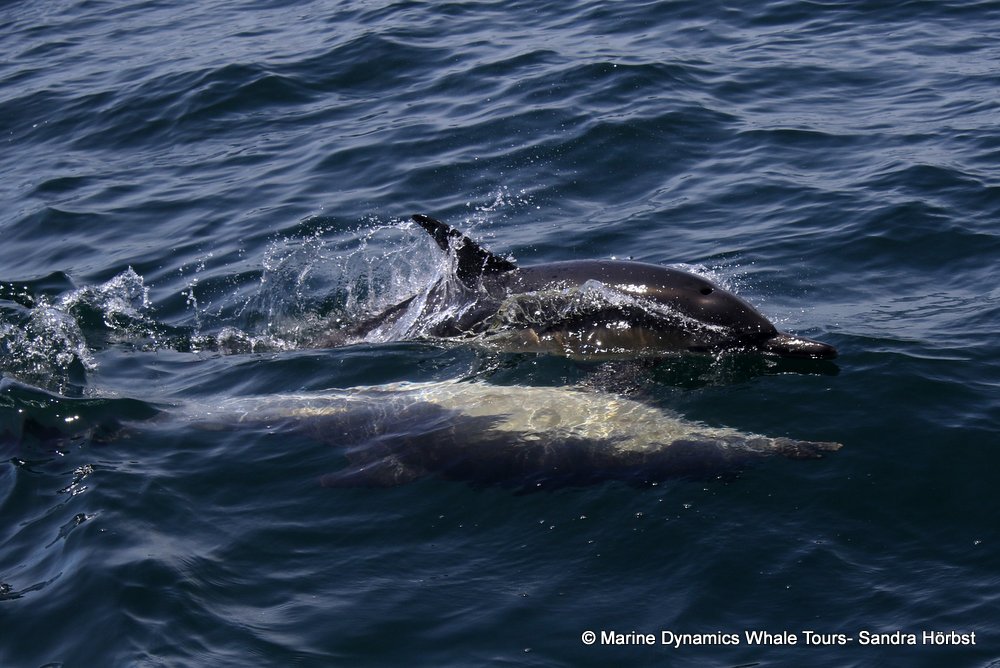 common dolphin, whale watching, gansbaai, south africa