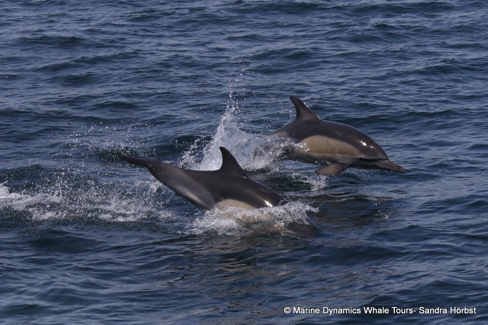 common dolphin, whale watching, gansbaai, south africa