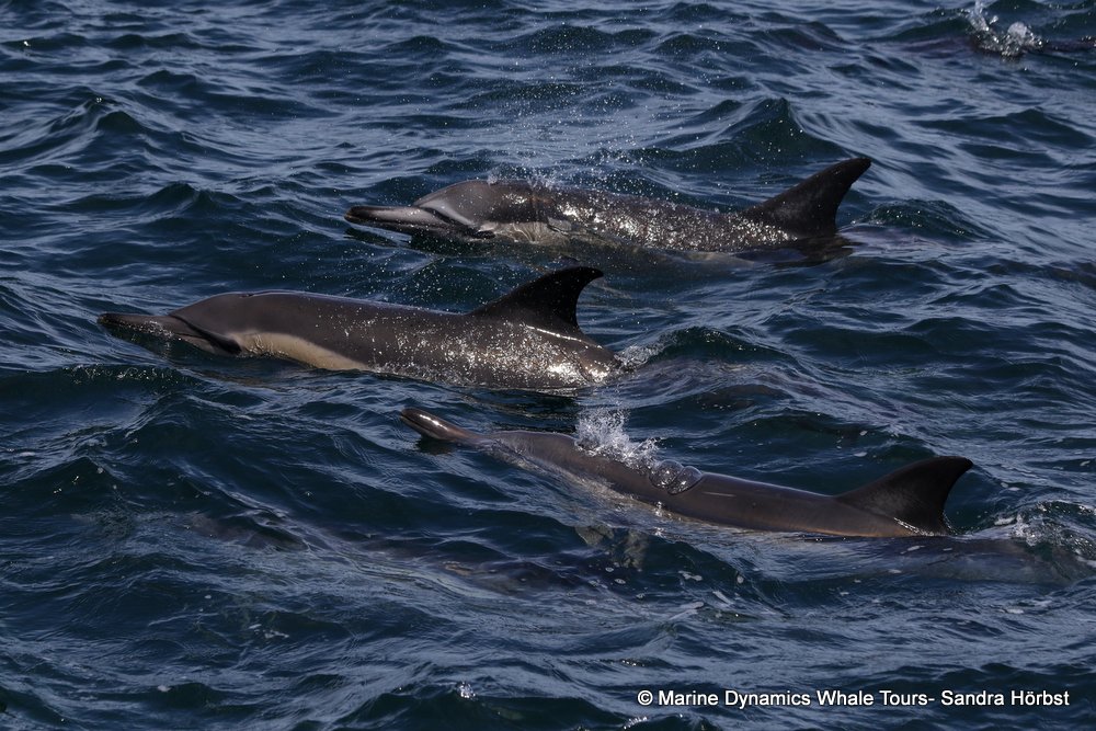 common dolphin, whale watching, gansbaai, south africa